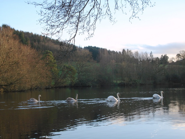 Swans on the lake below the gardens