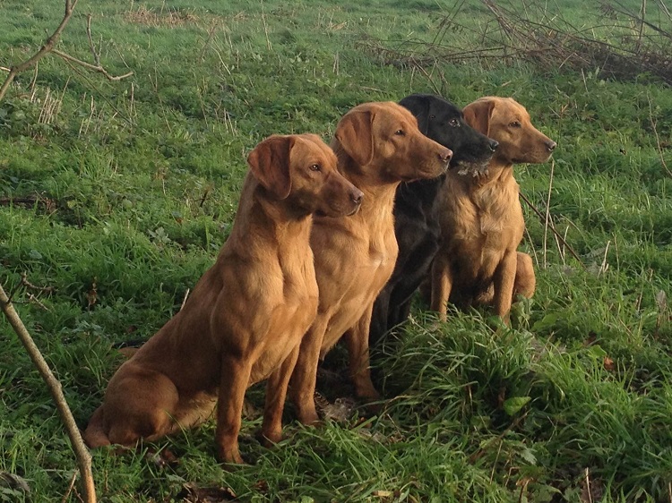 Gun dogs on the estate